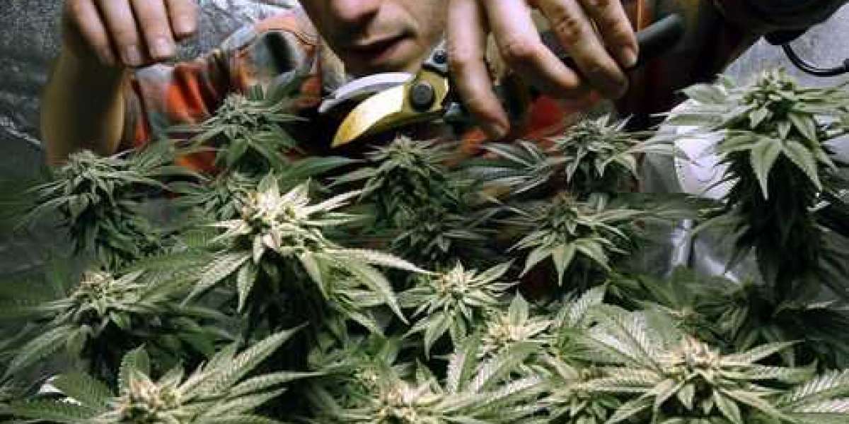 Legislature Considering Allowing Cannabis Home Grows