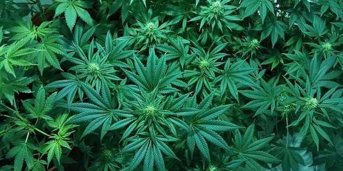 Florida Files Bill To Legalize Recreational Marijuana
