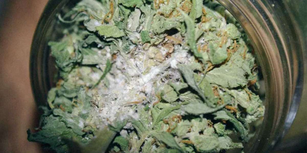 Everything You Need To Know About Moldy Marijuana – How To Detect It, The Symptoms, Smell and Prevention