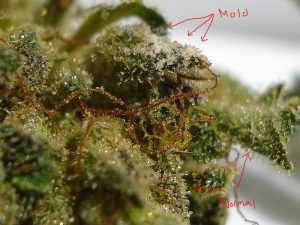 Moldly weed closeup.