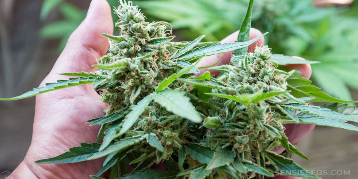 The Best Way of Harvesting Marijuana To Get The Most Potent Buds