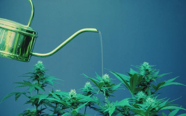 Everything You Need To Know The Watering Process When Growing Cannabis Plants