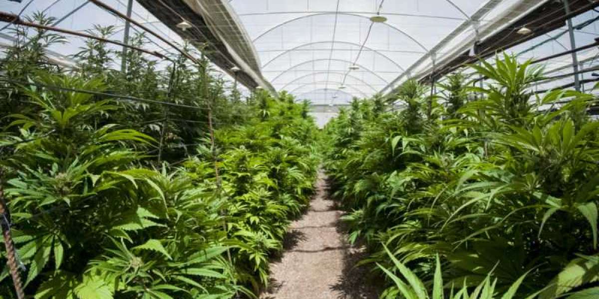 How Do I Start Growing Cannabis In A Greenhouse For Beginners
