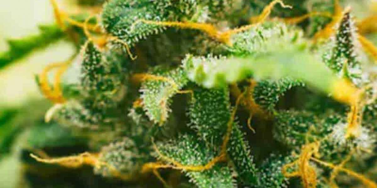 Marijuana Plant Stages & Growing Life Cycle Explained