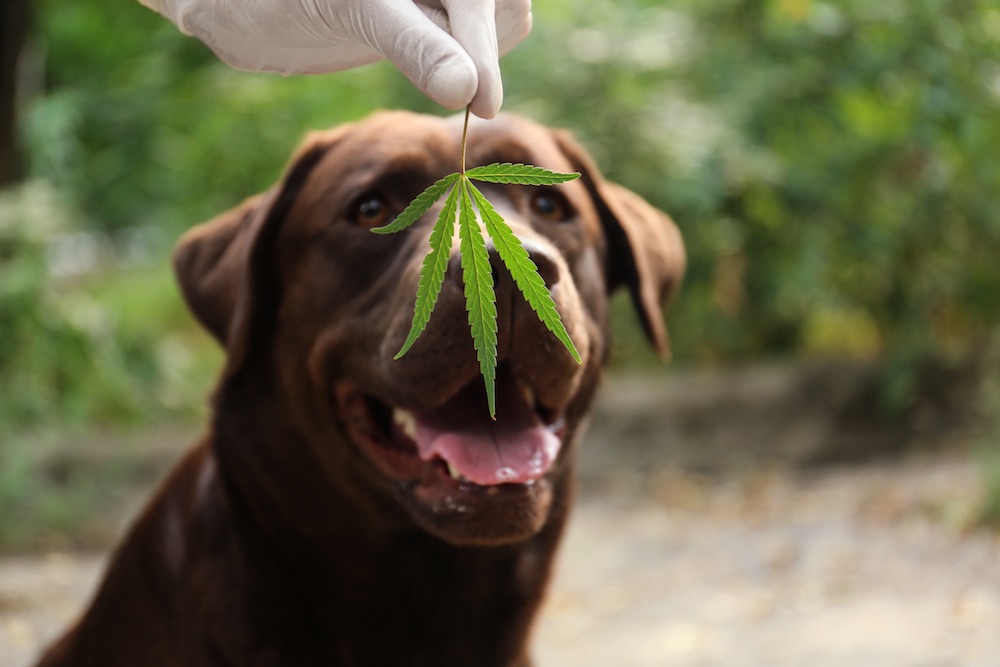 CBD for Pets | The We Store