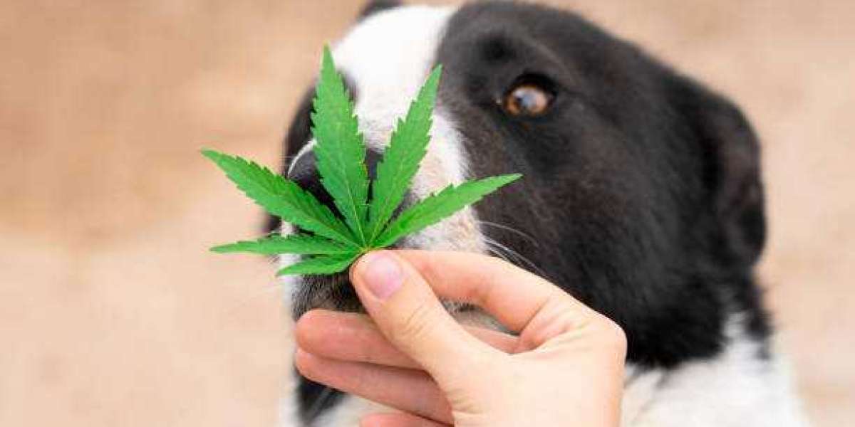 Cannabis and Pets: Understanding the Risks and Benefits