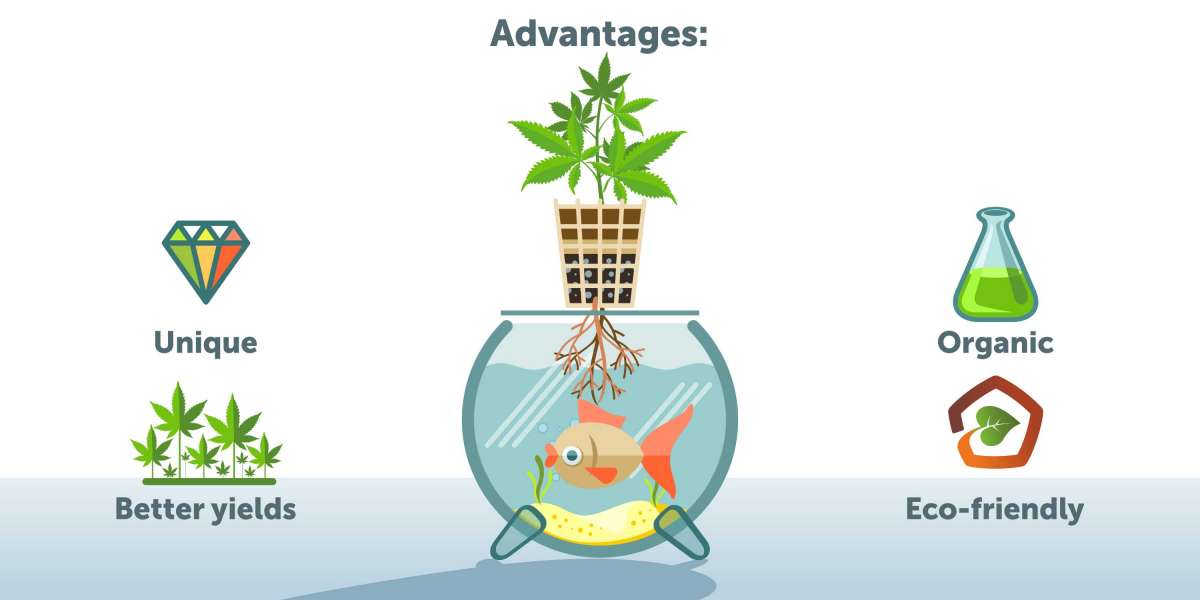 Growing High-Quality Cannabis With Aquaponics
