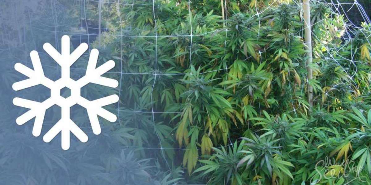 Can Cannabis Survive Frost? Tips for Growing and Storing Cannabis in Cold Weather