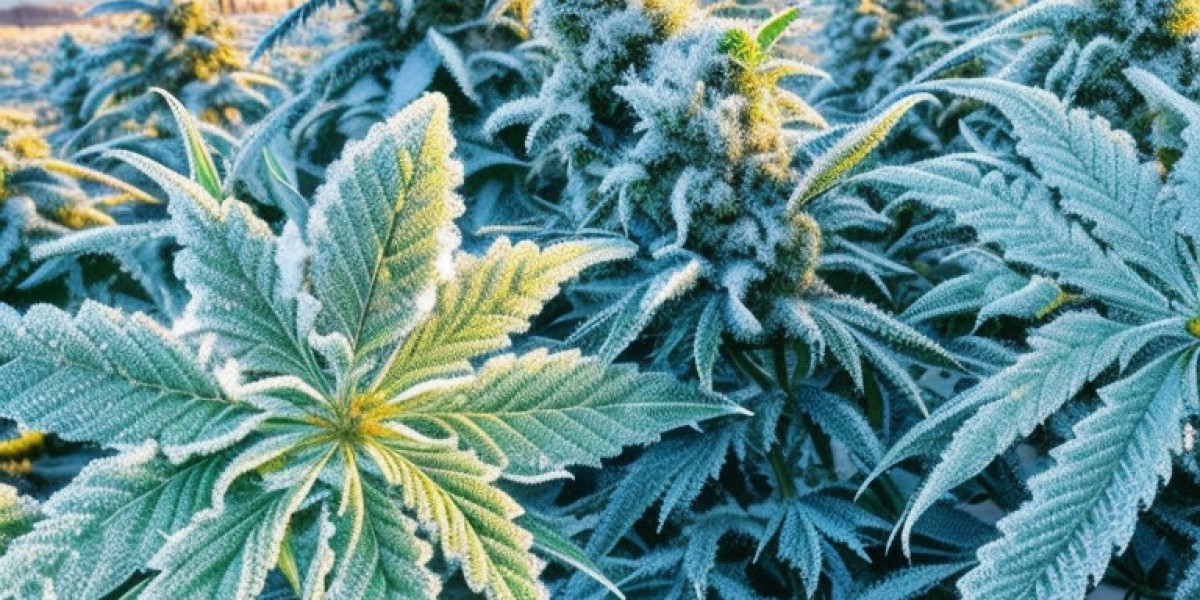 Can Cannabis Survive Frost? Tips for Growing and Storing Cannabis in Cold Weather