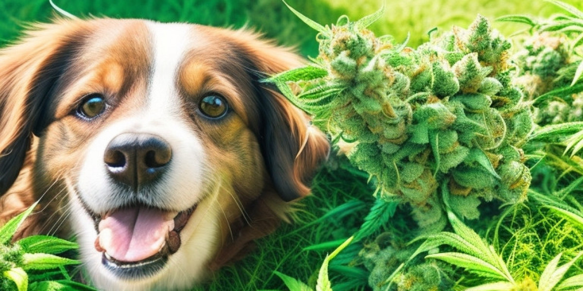 Cannabis and Pets: Understanding the Risks and Benefits