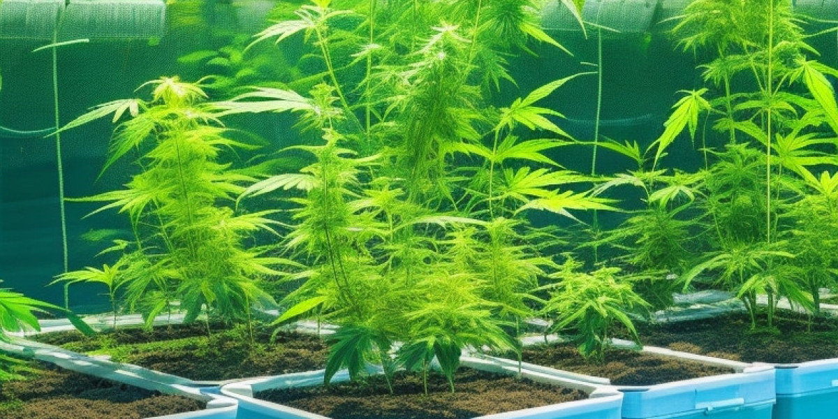 Growing High-Quality Cannabis With Aquaponics